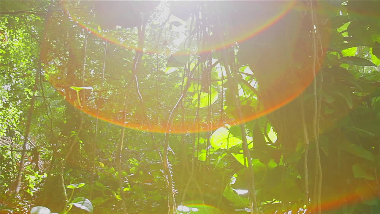 disparo en movimiento lento a través de la densa selva tropical con el sol brillando a través