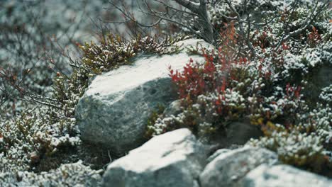 the fresh first snow covers the stones bushes and withered grass on the banks of the small creek