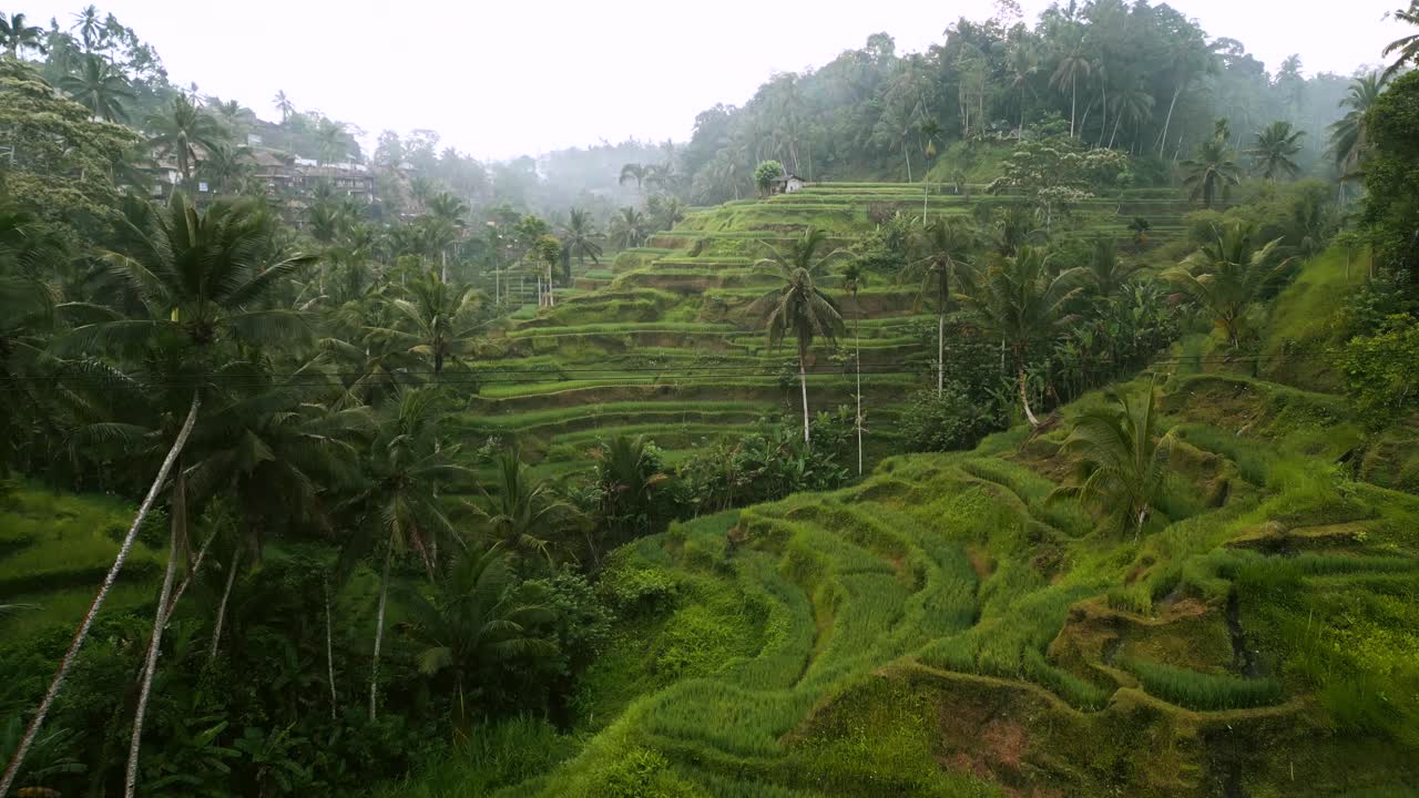 Approaching aerial movement to the rice terraces surrounded by palm trees, Bali, Southeast Asia, Indonesia.