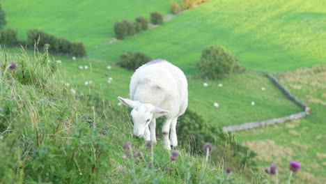 close up of sheep on a steep grassy hill, in the peak district, england