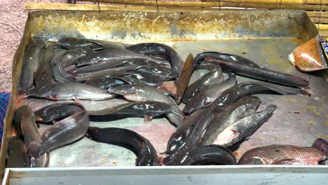 fresh catfish at a local market