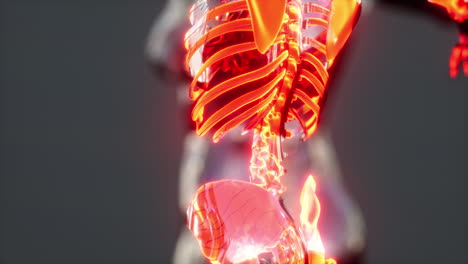 human-body-skeleton-anatomy-scan