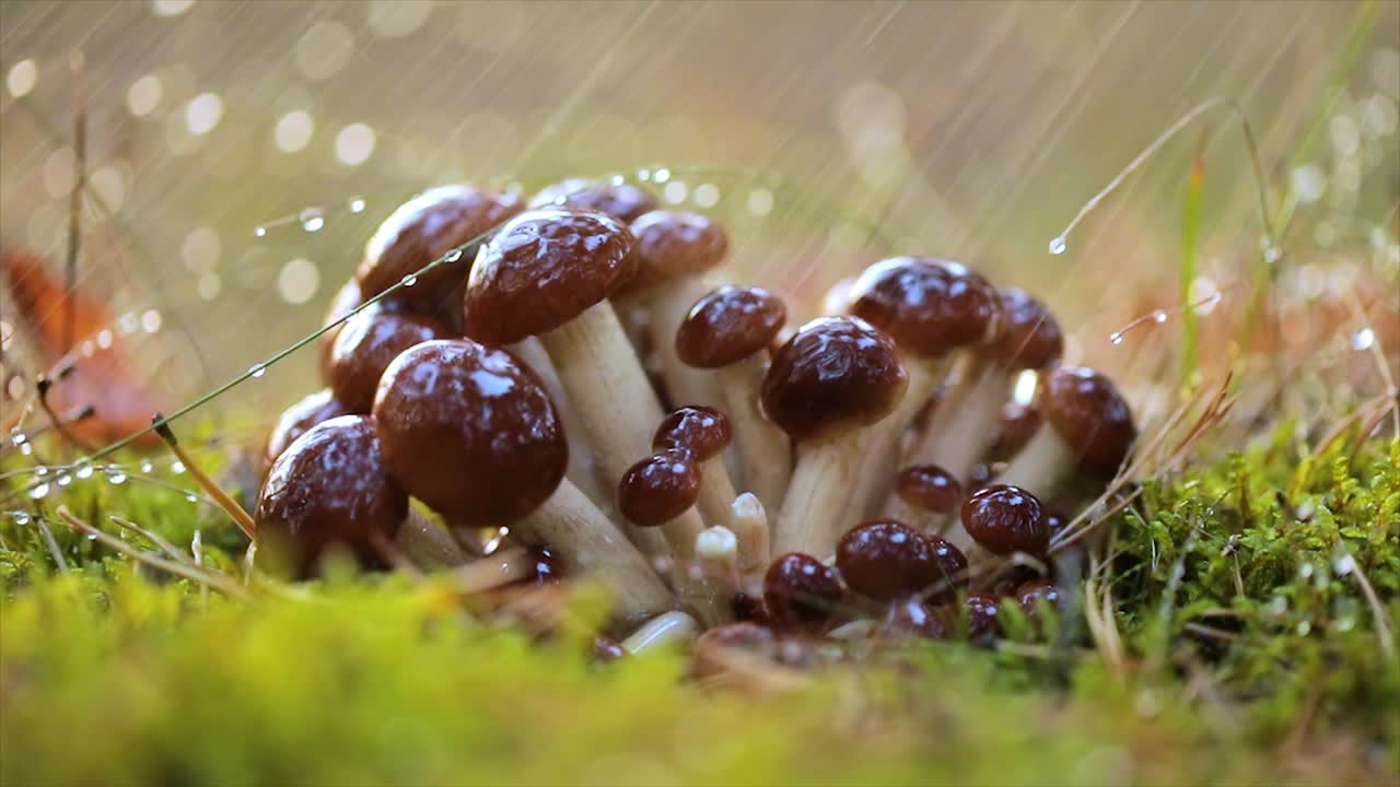 hongos armillaria de agarico de miel en un bosque soleado bajo la lluvia.