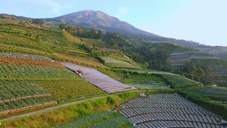 Luftaufnahme-Einer-Landwirtschaftlichen-Plantage-Am-Hang-Des-Sumbing-Mountain