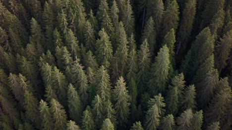 top view of pine forest in the dolomite mountains of northern italy showing young and older tree patches, aerial drone tilt down above shot