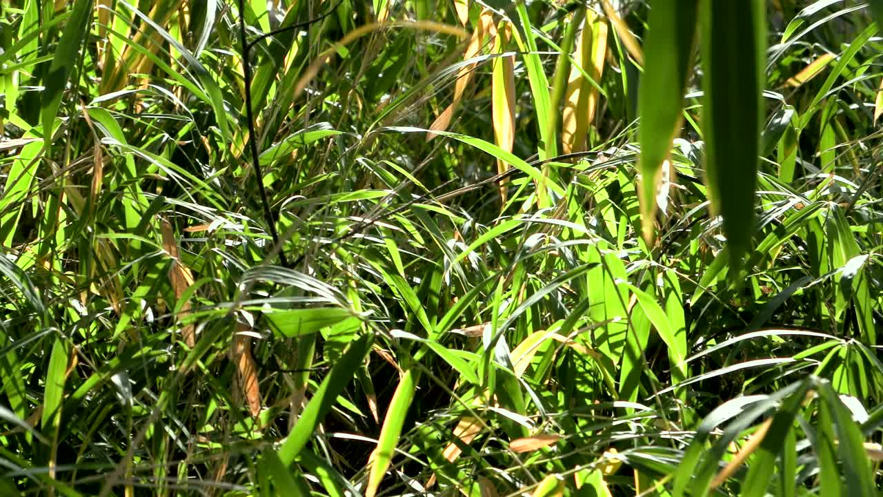 공원에서 녹색 식물