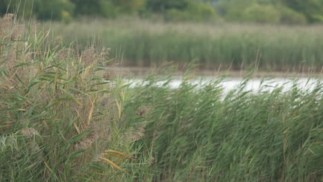 medium-shot of reed blowing in the wind.