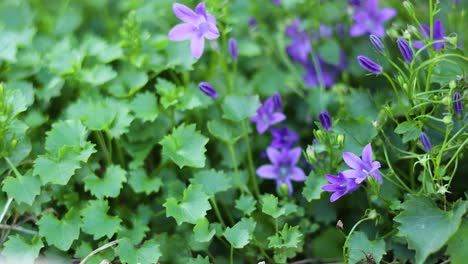 purple flowers amidst lush green foliage