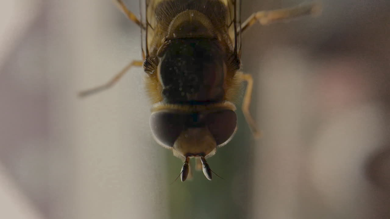 tiro macro de mano suave de una mosca descansando en la ventana y lavándose casualmente