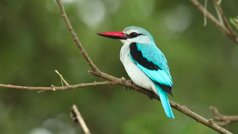 close full body shot of a woodland kingfisher perched on a branch with green blurred background, kruger national park