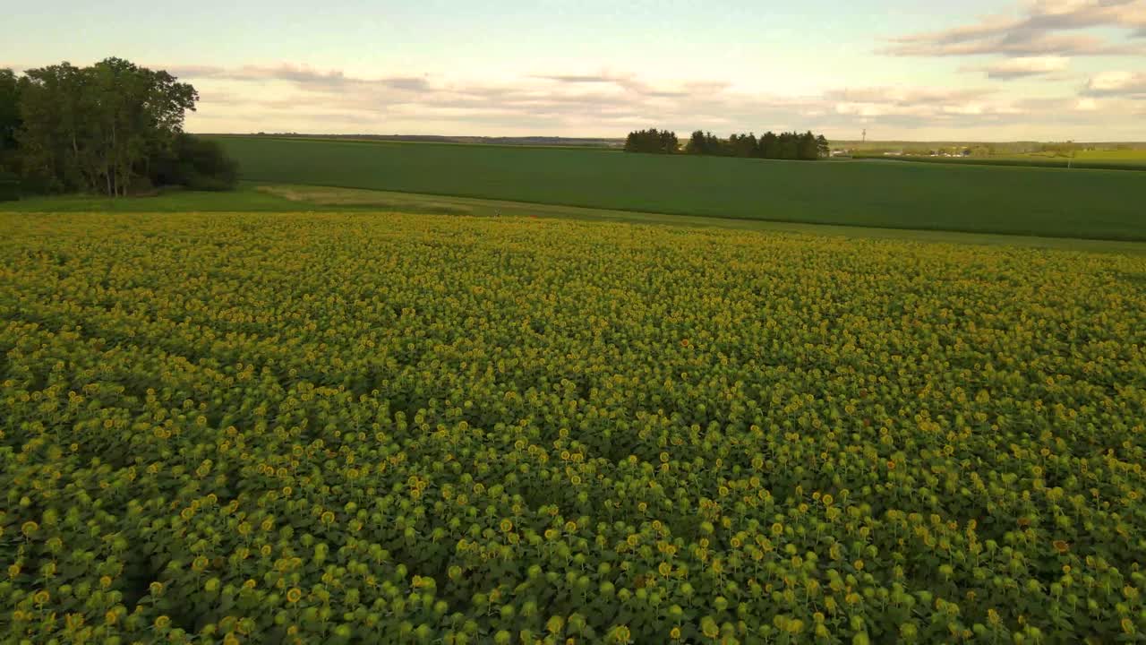 Panoramica veloce di un paesaggio di piantagioni di girasoli in una zona rurale