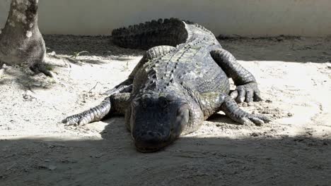 Toma-En-Cámara-Lenta-De-Un-Gran-Cocodrilo-Adulto-Descansando-Sobre-Arena-Bajo-El-Sol-Con-Grandes-Escamas-En-Los-Everglades-De-Florida-Cerca-De-Miami-En-Un-Cálido-Y-Soleado-Día-De-Verano