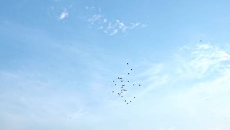 Birds-Flying-Against-Blue-Sky-In-Agra-India---low-angle-shot