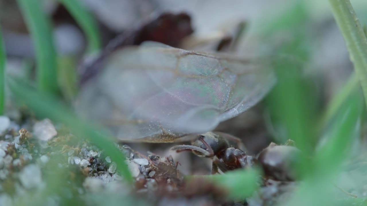 Macro ants moving along a dark green stem in a leafy environment, shallow depth of field