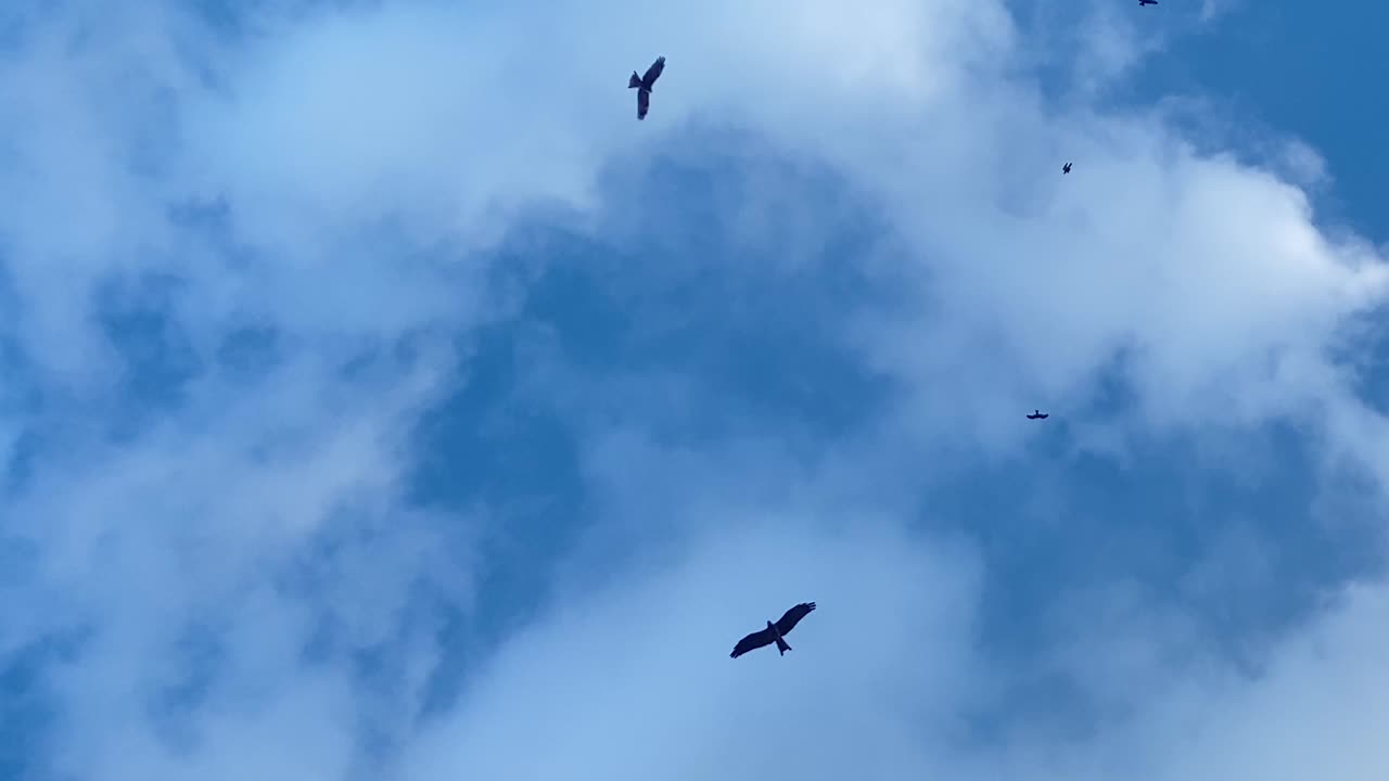 Bald eagles flying in the clear blue sky