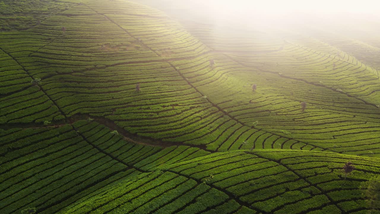 Aerial view of spring green tea field on the mountain slope in the morning