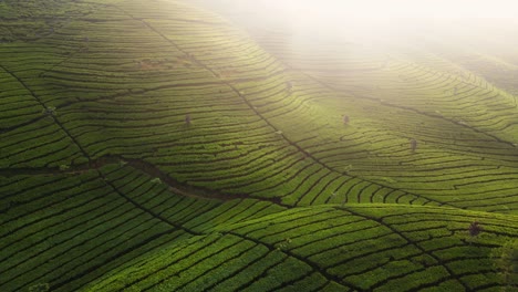 vista aérea del campo de té verde de primavera en la ladera de la montaña por la mañana