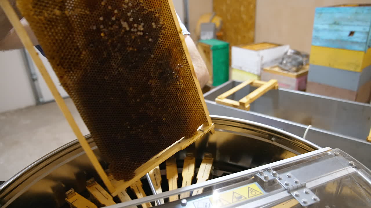Apiarist puts the full honey frame into a metal barrel. Process of harvesting honey at modern apiary farm.
