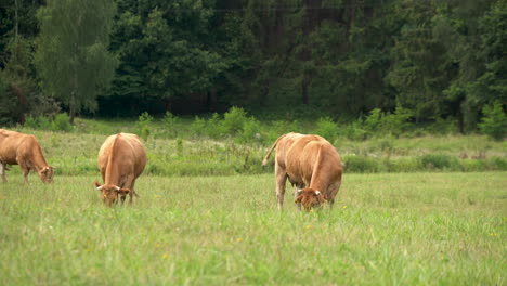 large limousin cows grazing on fresh green grass in a northern european farm land