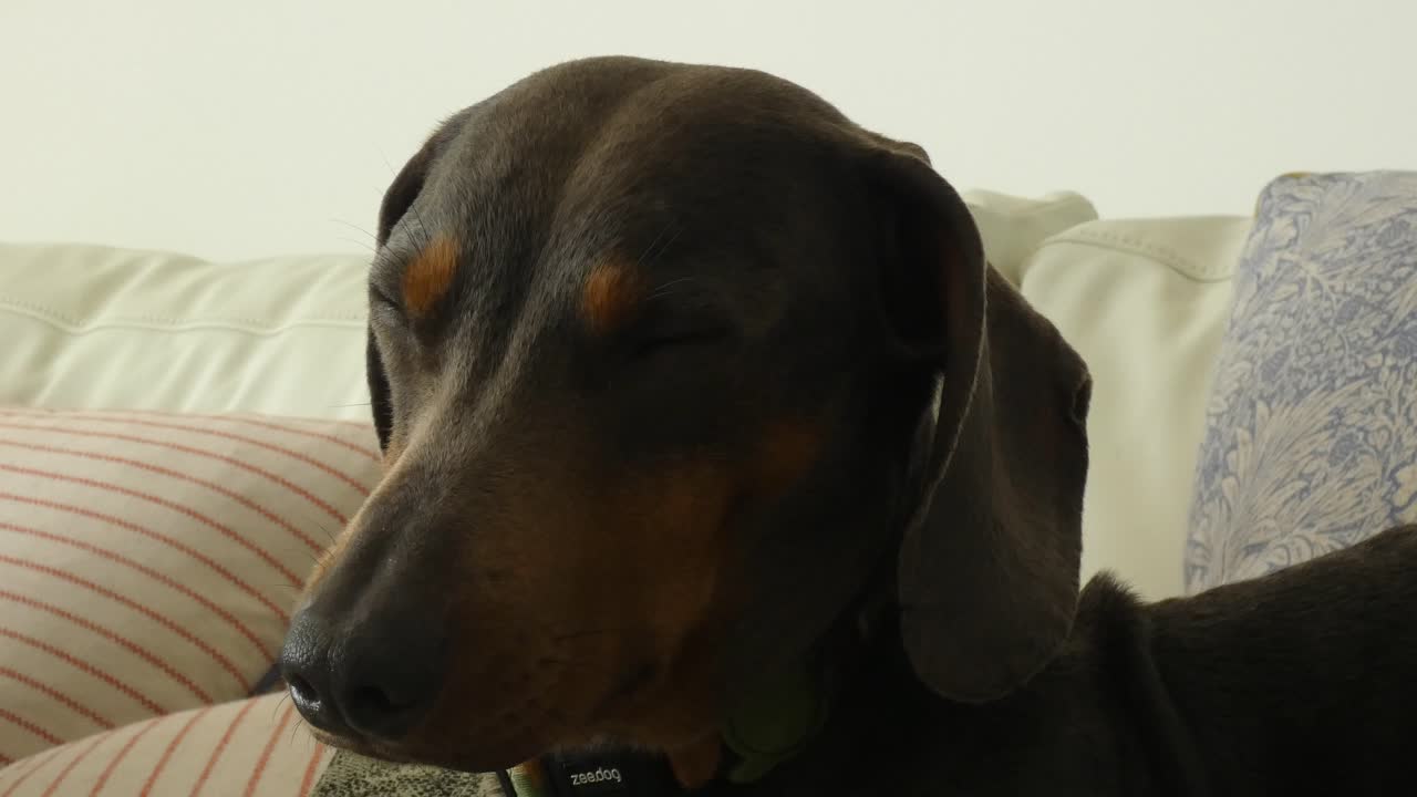 un perro salchichón cae dormido