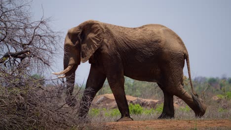 elephant walking in slow motion in gonarezhou national park zimbabwe 03