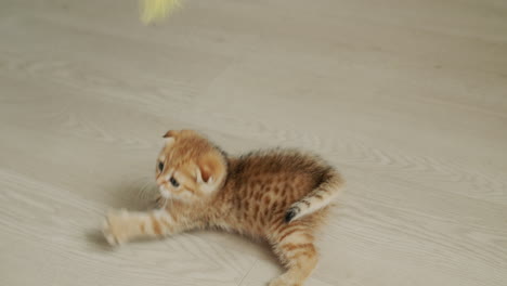 A-small-ginger-kitten-is-played-with-a-toy,-the-cat-tries-to-grab-the-toy