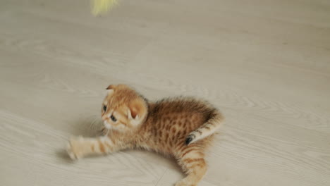 a small ginger kitten is played with a toy, the cat tries to grab the toy