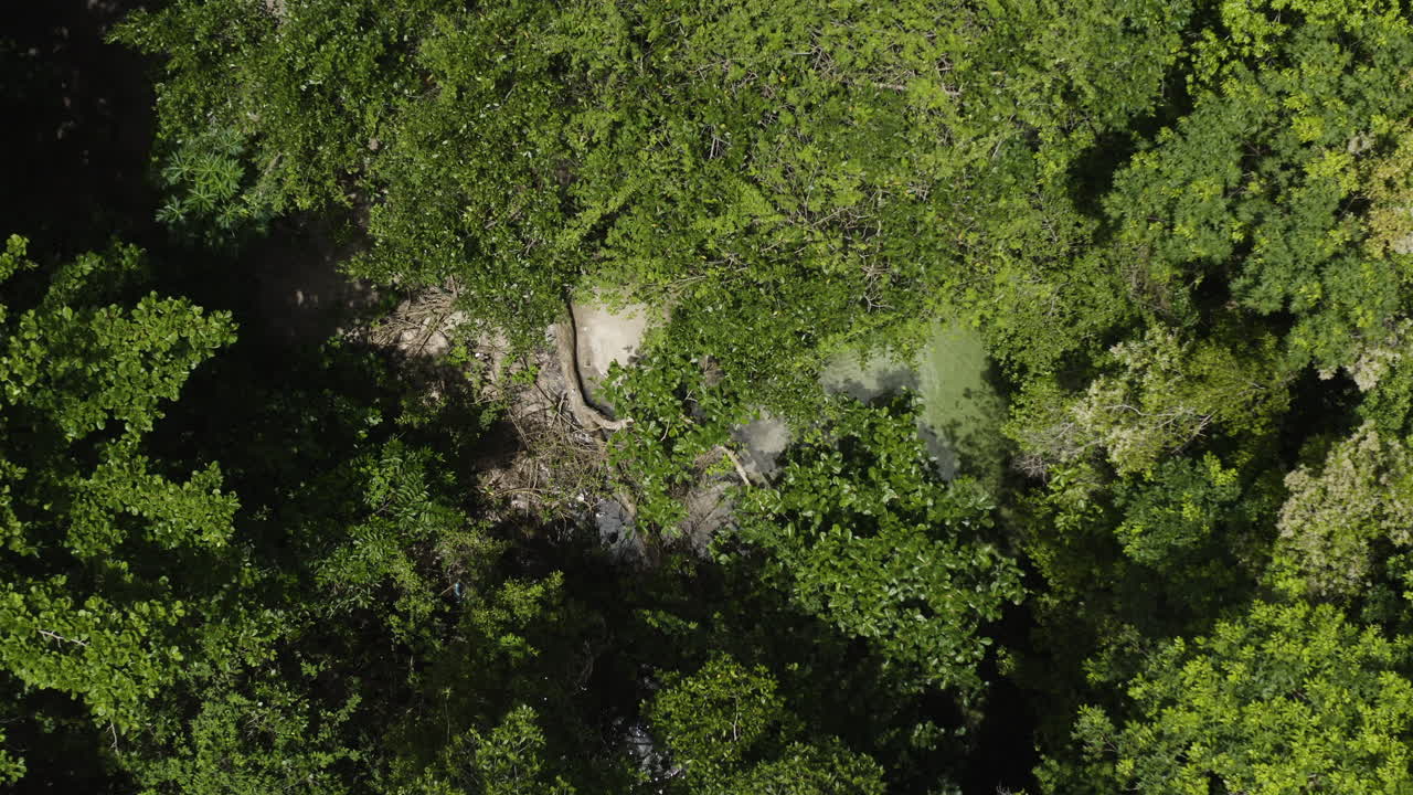 agua clara en el arroyo cubierto por un exuberante bosque verde en playa rincón, república dominicana