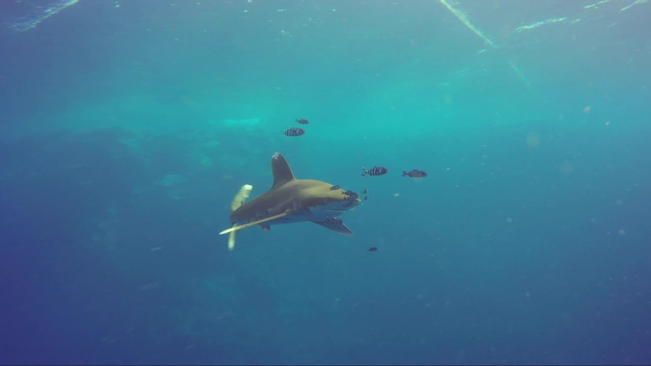 tiburón oceánico de punta blanca nada desde el arrecife directamente hacia la cámara con tantos peces piloto a la cabeza