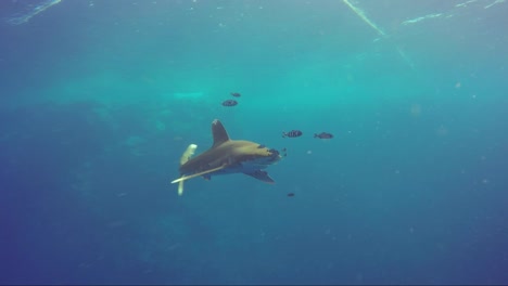 Oceanic-white-tip-shark-swims-from-reef-straight-towards-camera-with-so-many-pilot-fish-leading-the-way