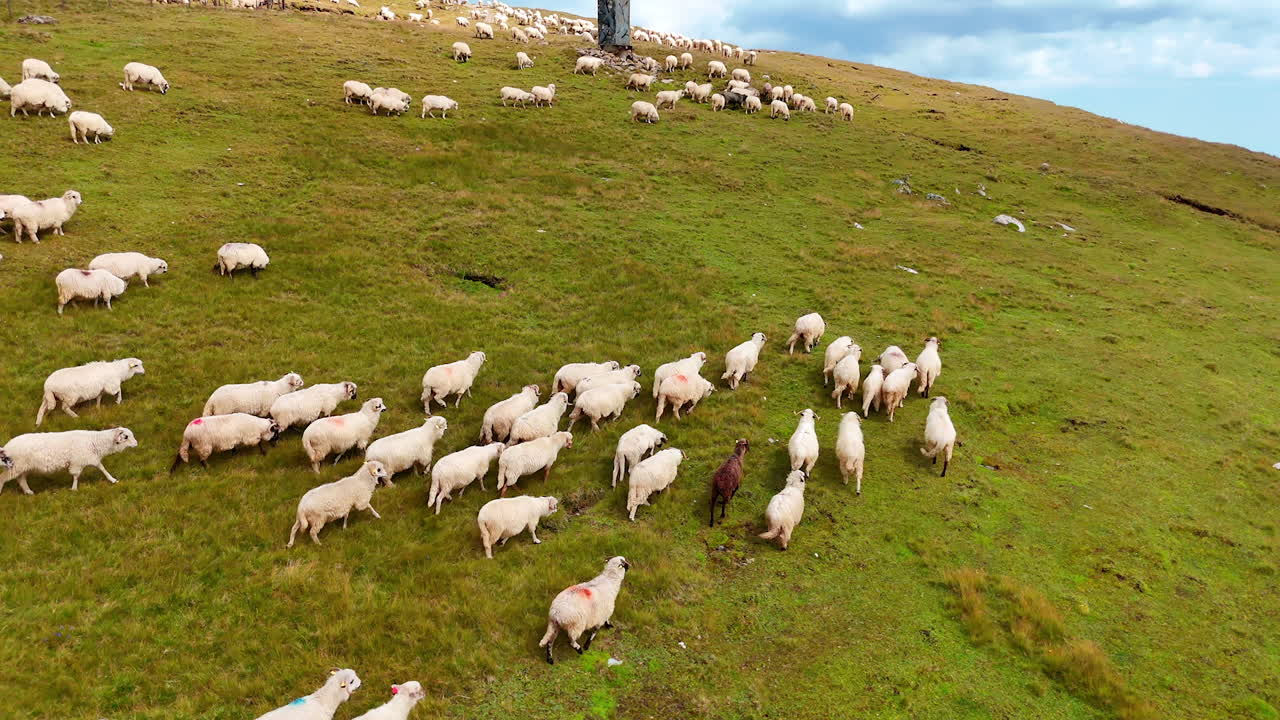 Gregge di pecore sparpagliato sul fianco della collina. Gregge di pecore sparpagliato su un fianco verde della collina sotto un cielo spettacolare