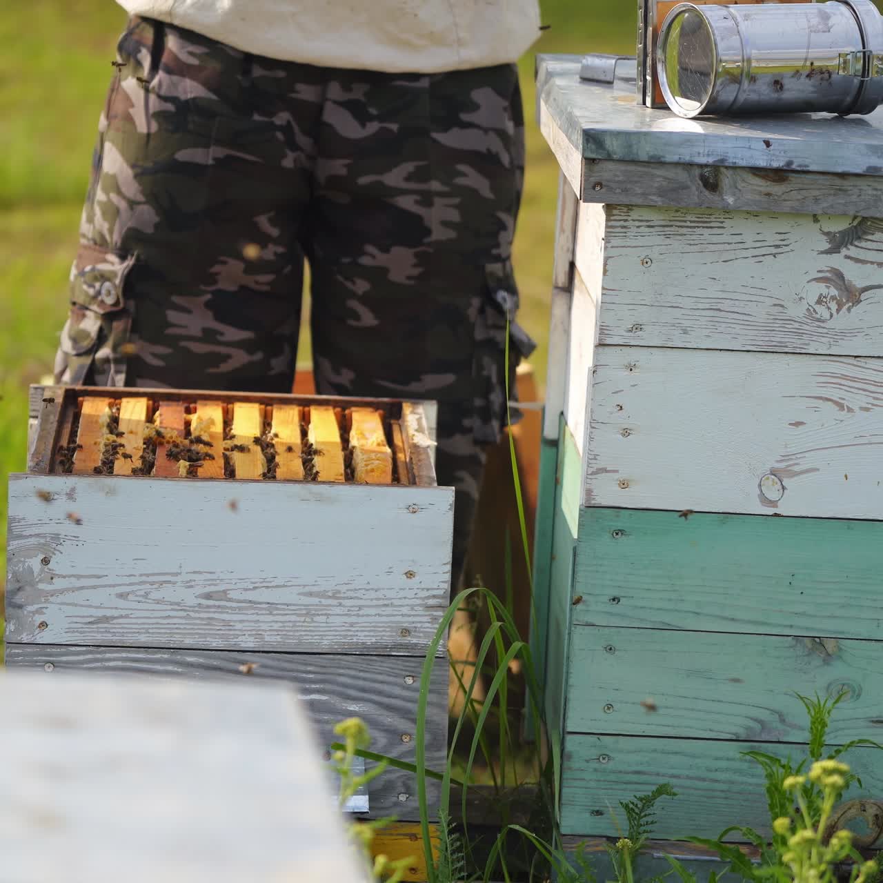 Beekeeper trying to pull off a honeycomb full of bees. Unrecognizible worker works at apiary with instruments. Apiculture concept