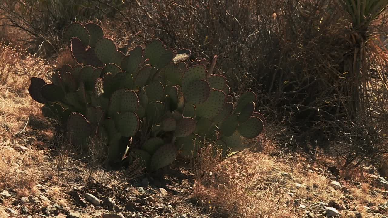 primer plano del cactus de pera espinosa en el parque nacional de big bend, desierto de chihuahuan, texas