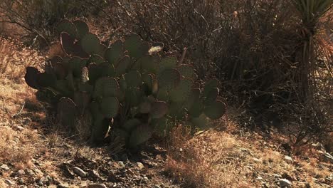 Closeup-Of-Pancake-Prickly-Pear-Cactus-In-Big-Bend-National-Park,-Chihuahuan-Desert,-Texas