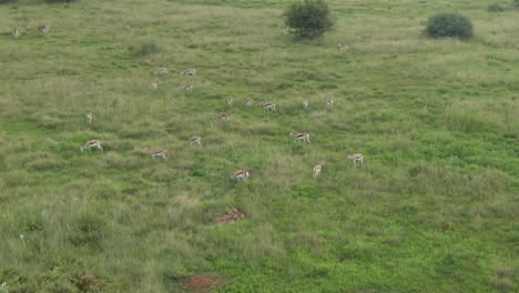 Drone-footage-of-a-Large-Springbok-antelope-herd-grazing-on-green-grass-savannah-in-the-wild