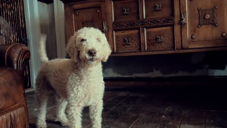 Blonde-Fluffy-Dog-Barking-In-An-English-House