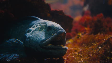 pez lobo atlántico de primer plano sentado en una grieta oscura con un entorno impresionante esperando a que pase la presa, abriendo y cerrando la boca