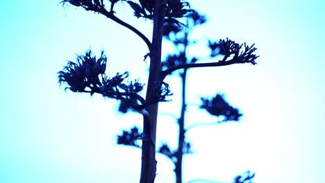 Aufregende-Hohe-Trockene-Pflanze-An-Der-Küste-Frankreichs-Am-Abend-Mit-Blauem-Himmel