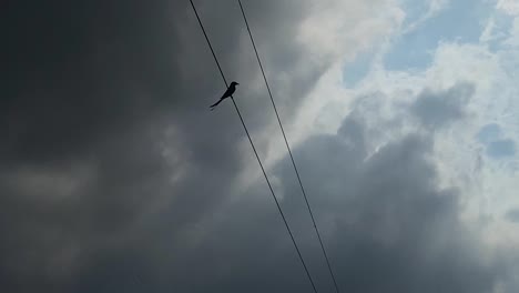 Silhouettierter-Sperlingsvogel,-Der-An-Einem-Bewölkten-Regentag-Auf-Elektrokabel-Steht