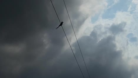 흐린 비오는 날에 전기 케이블에 서 있는 silhouetted passerine 새