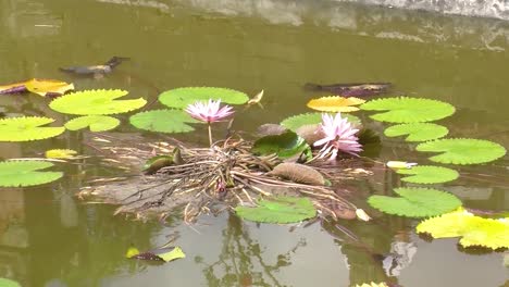 Waterlilies-at-Kertha-Gosa-Pavilion--Bali,-Indonesia