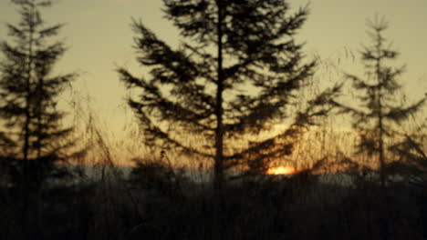 pine trees growing on mountain hills at sunset