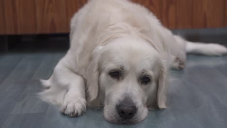 Beautiful-golden-retriever-dog-with-white-hair-resting-on-wooden-floor,-tired-and-bored-but-very-cute