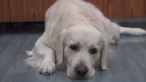 beautiful golden retriever dog with white hair resting on wooden floor, tired and bored but very cute