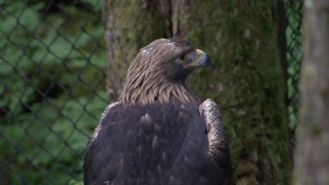 Young-Bald-eagle-resting-on-a-tree-branch-in-Alaska-on-a-rainy-day