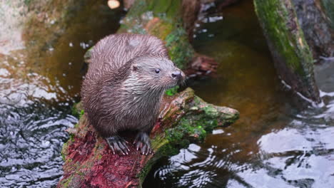 primer plano de una nutria en un tronco de bosque húmedo, en un día nublado - vista estática - lutra