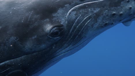 humpback whale close up shot in clear water of the pacific ocean- slow motion shot