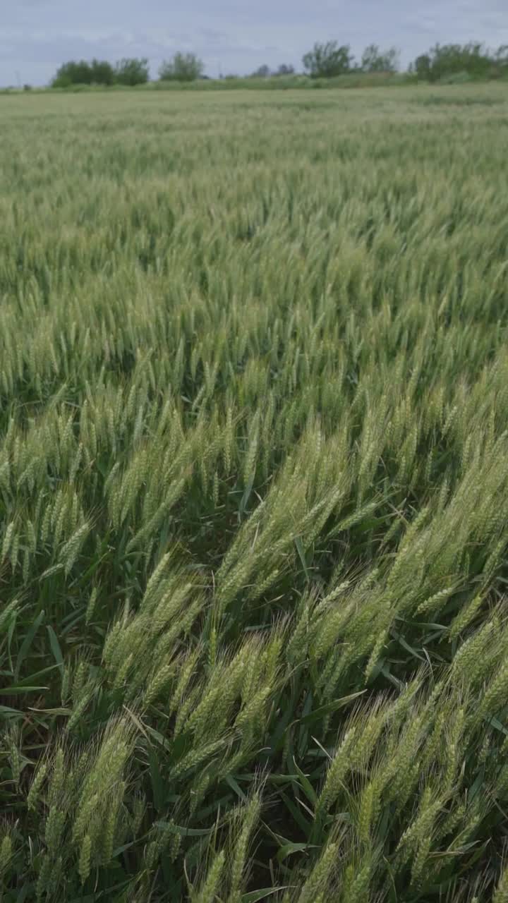 Slow-motion, vertical scenic view of a wheat field