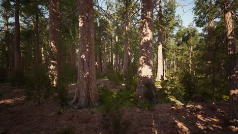 Sequoia-redwood-trees-in-the-sequoia-national-park-forest