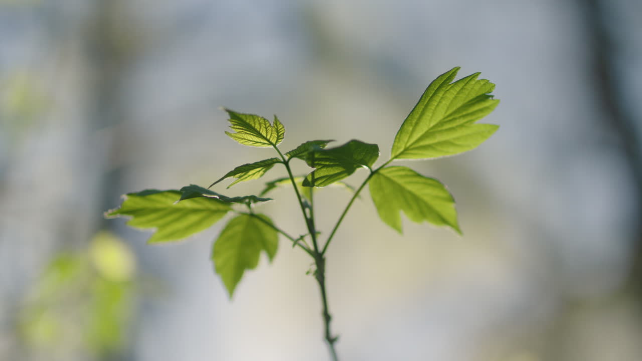 Close-up of vibrant green leaves